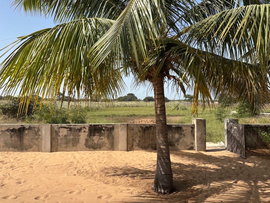 Palmboom voor groene savanne vanop het Bird Observancy Station