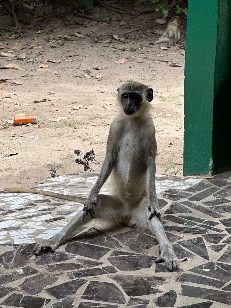 Rectop-zitten verve aapje bij deuringang