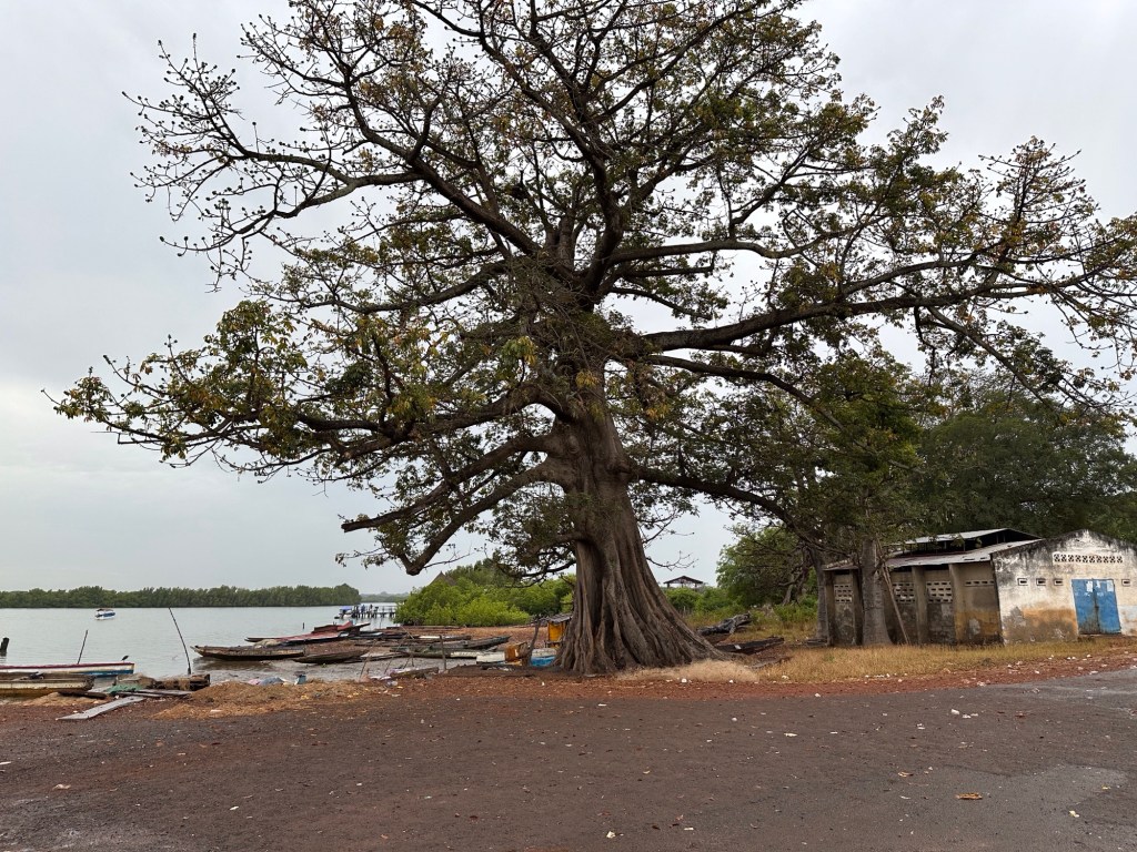 Grote kapok-boom aan mini-haventje van Bintang