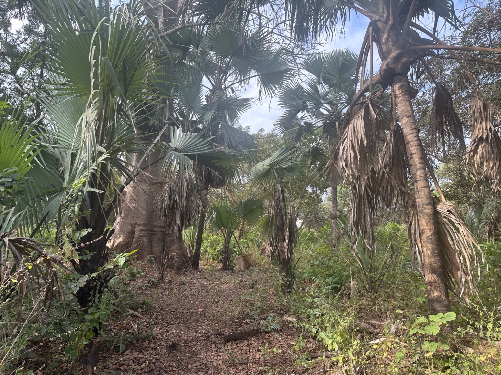 Tropisch regenwoud met palmbomen