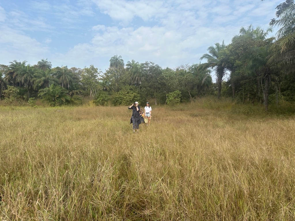 Veld met hoog gras en regenwoud op achtergrond