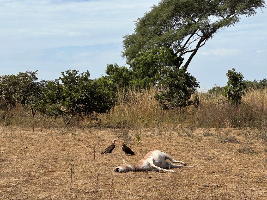 Savanne met dode ezel en twee gieren