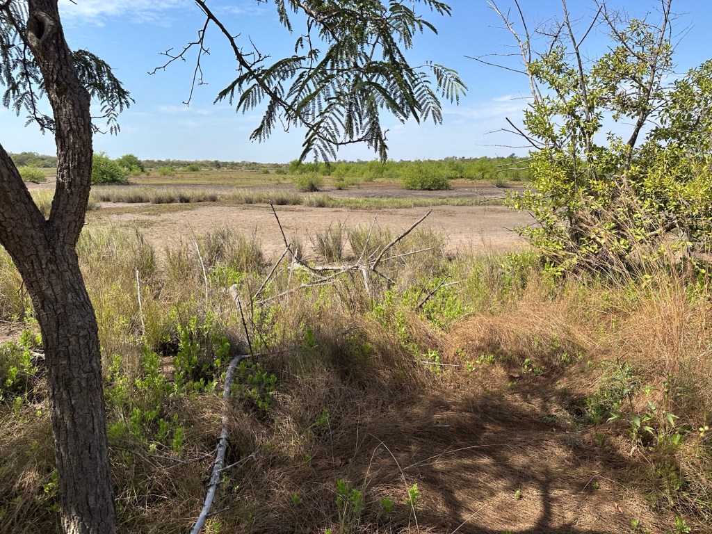 Savanne met bomen op achtergond