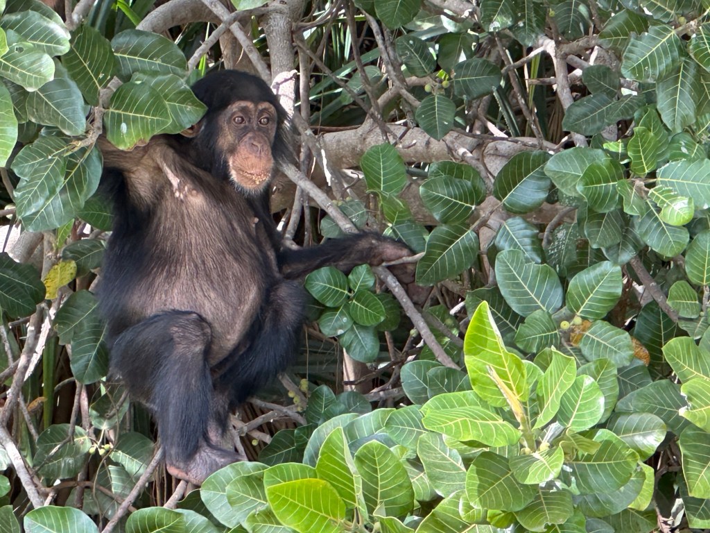 Chimpansee in bladerdak