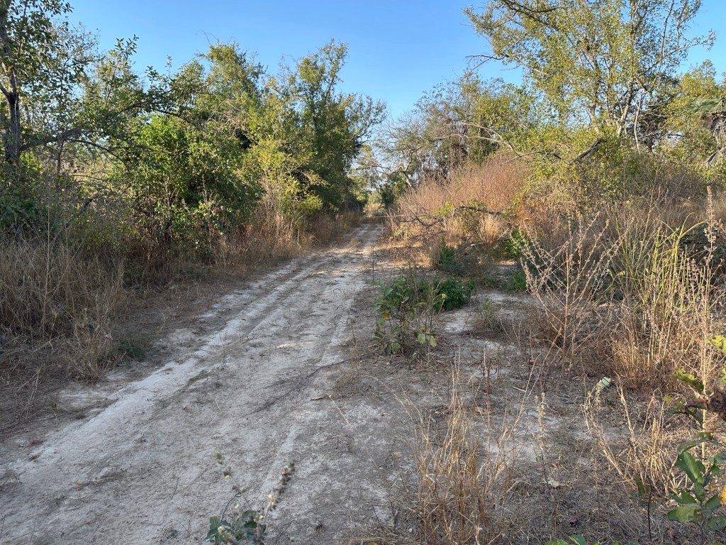 Zandweg door dichte begroeiing in Kunkilling Forest Park