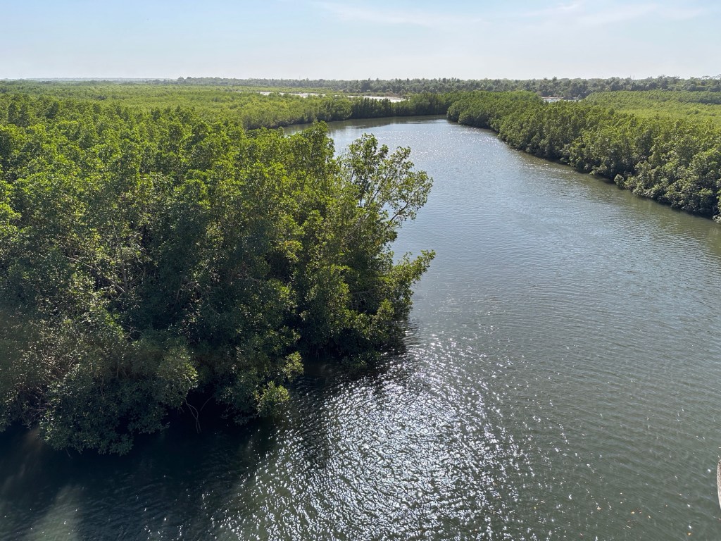 Panorama van mangroves in Makasutu