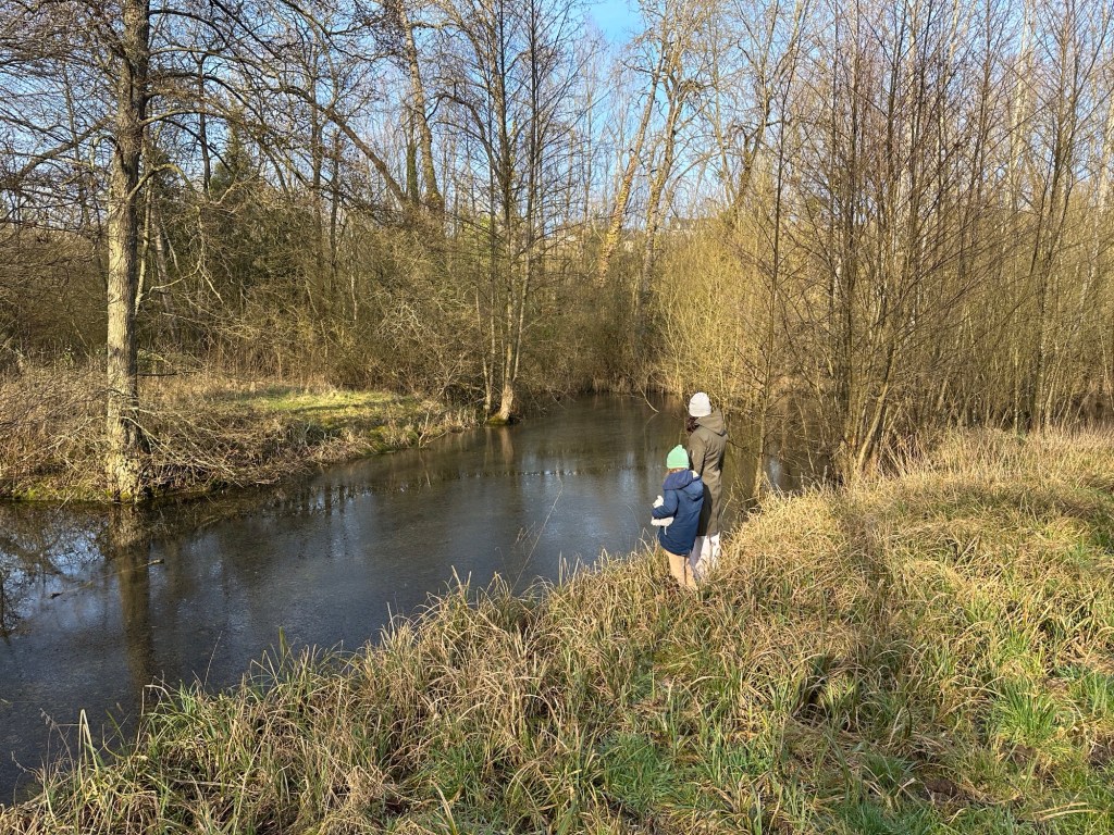 Vijvertje in bladerloos berkenbos