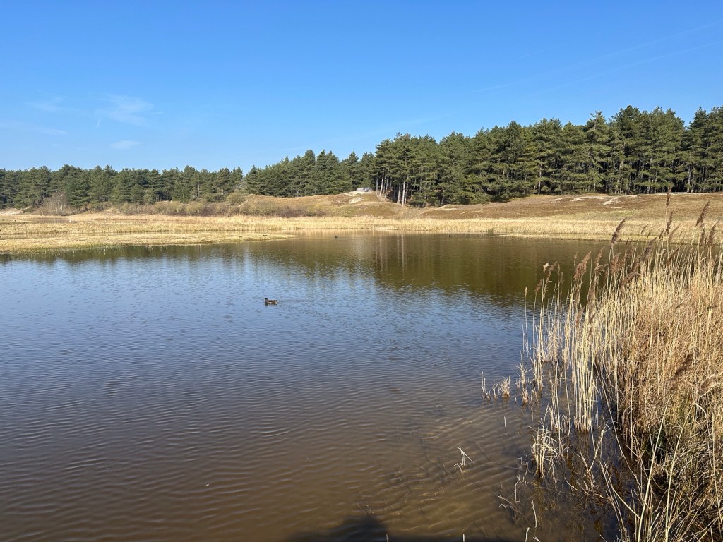 Vijver met eenzame watevogel en bomen op achtergrond