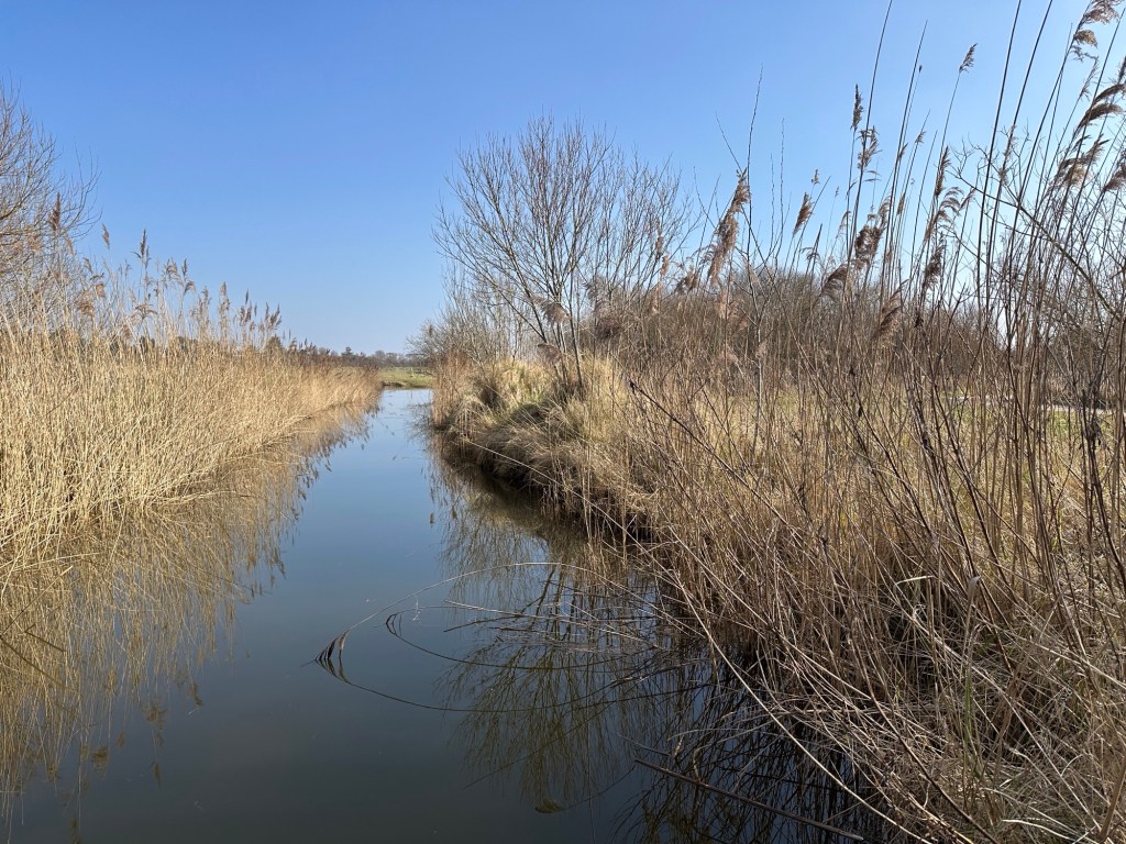 Riviertje met rietkragen langs beide kanten