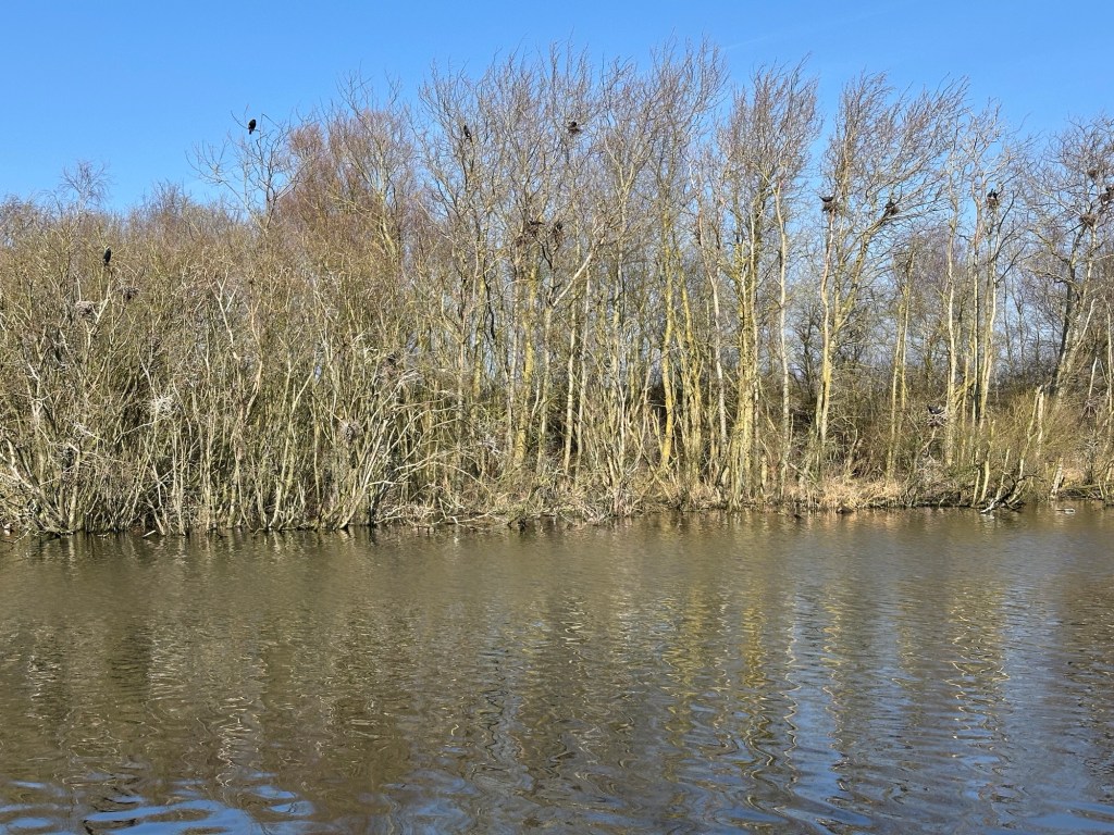 Water met bomen vol aalscholvers op de achtegrond