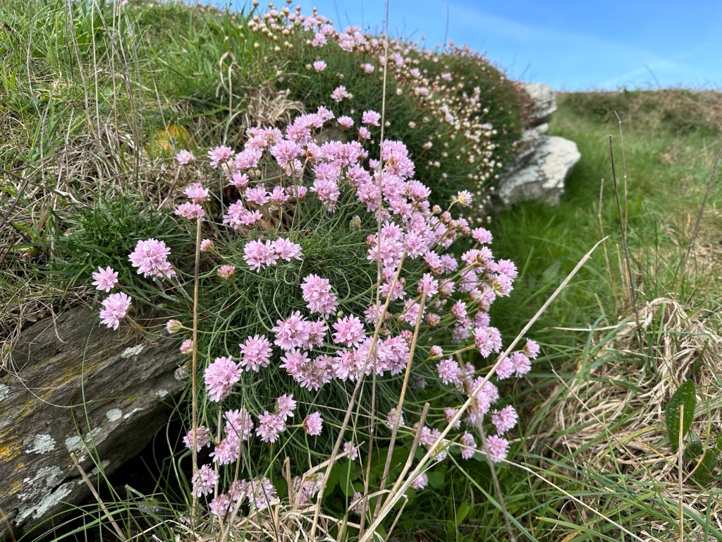 Engels gras (roos-paars bloemetjes)