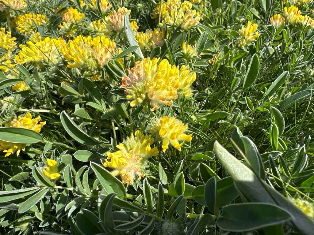 Wondklaver (gele bloemen)