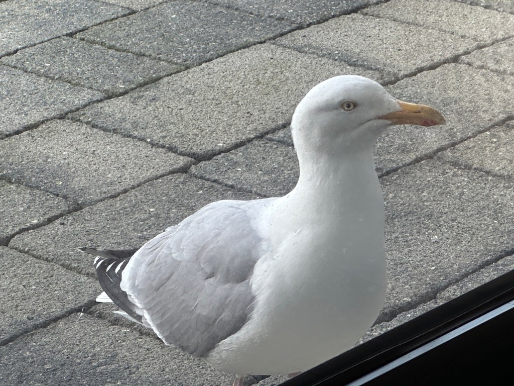 Close-up van zilvermeeuw