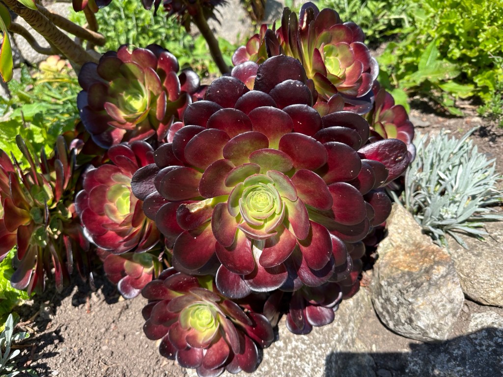 Close-up van vetplant in de rotstuin Saint Michaels Mount
