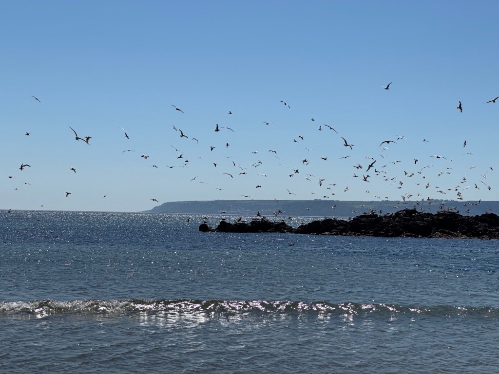 Marazion: zeevogels over de baai