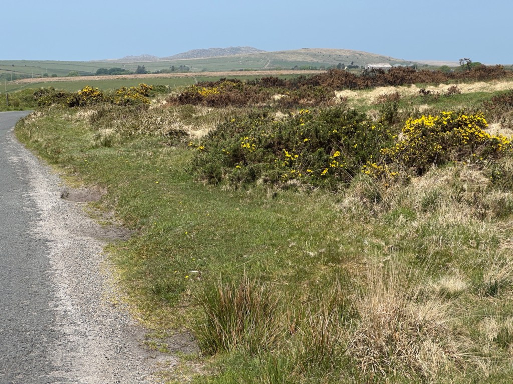 Bodmin Moor met gaspeldoorn