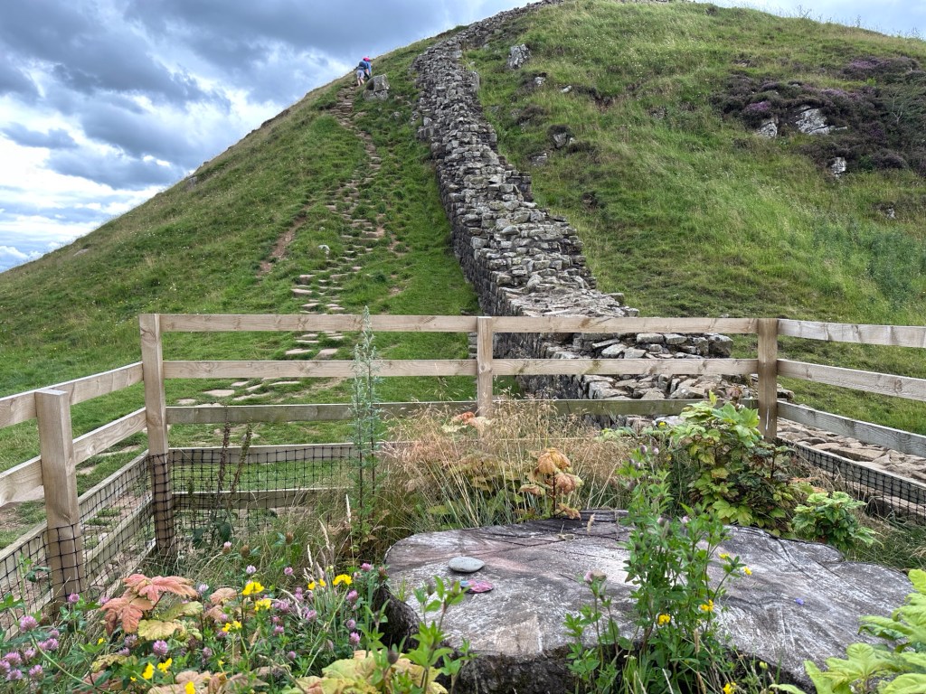 Close-up van Sycamore tree stomp met berghelling en Hadrian’s Wall in achtergrond. 