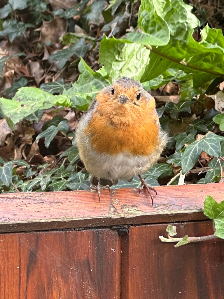 Roodborstje met indringende blik.