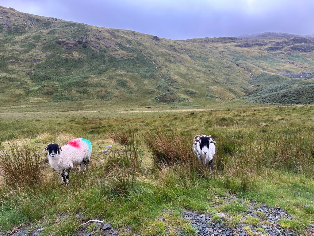 Twee schapen in bergachtig heidelandschap.