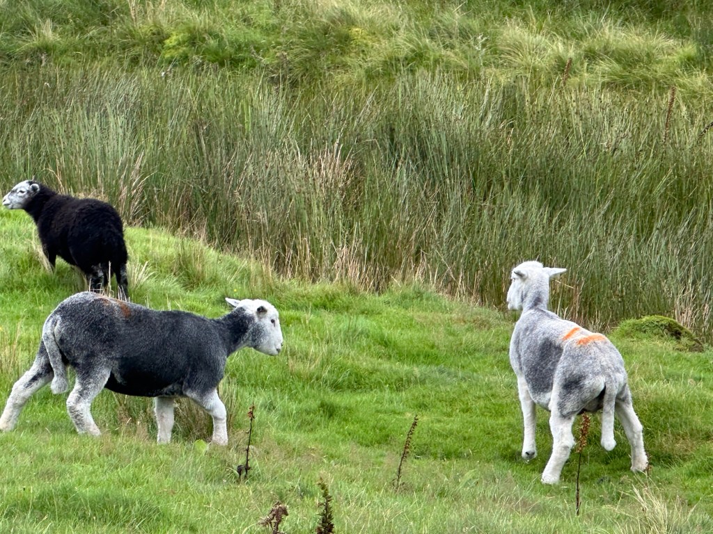 Drie schapen in berglandschap.