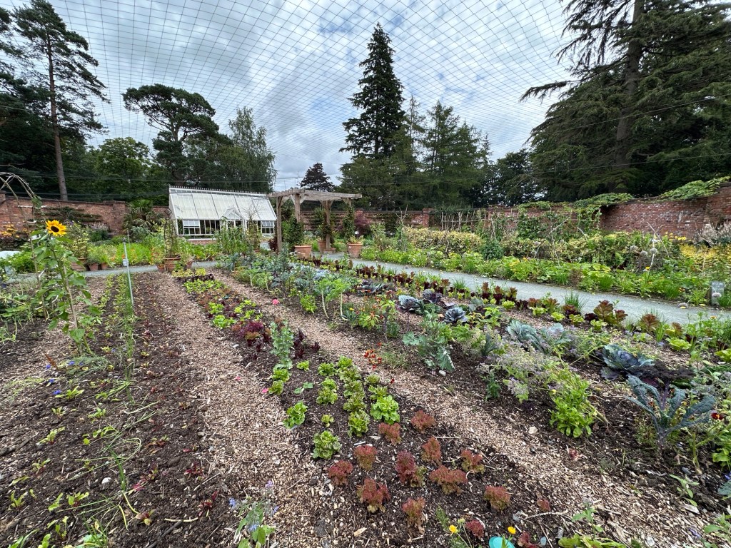 Rijen groenten met muren van tuin op achtergrond.