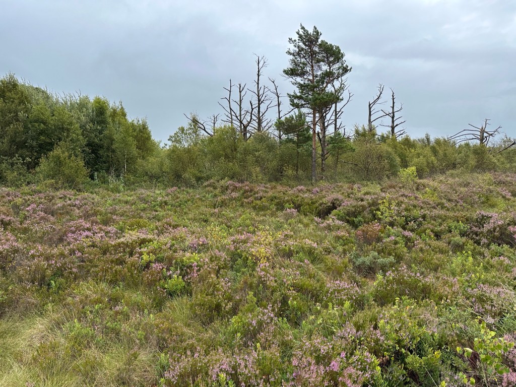 Heide met dode bomen. 