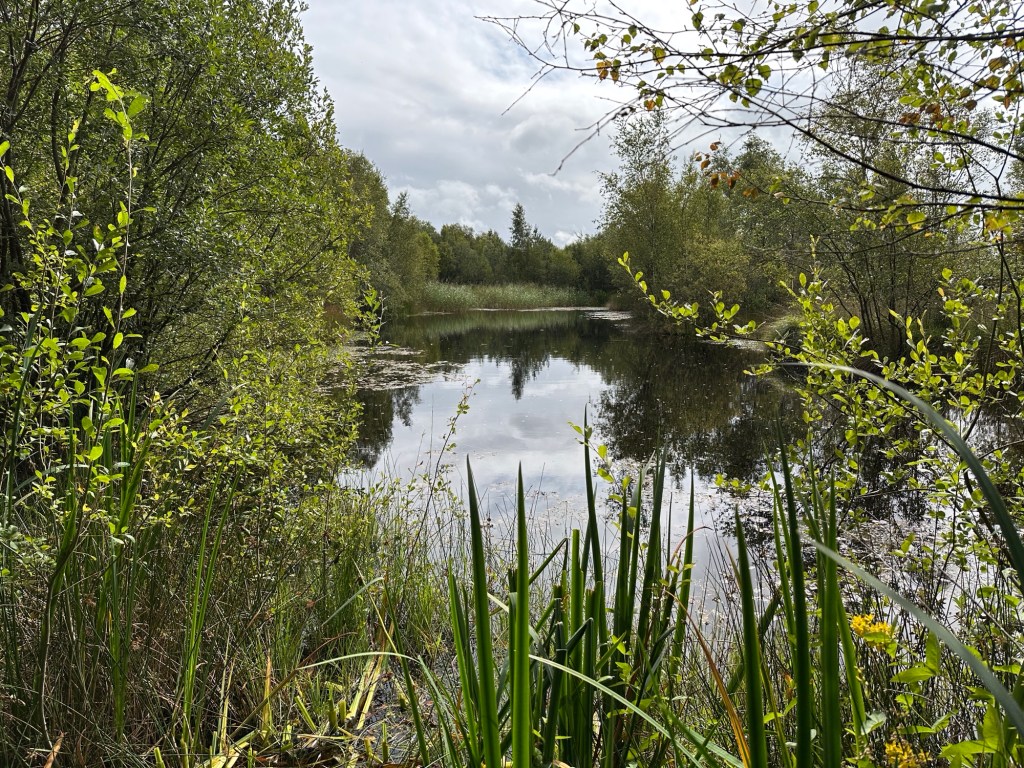 Vijvertje in het groen. 