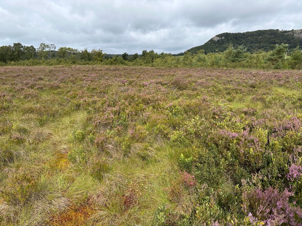 Heide met Erika en berg op achtergrond. 