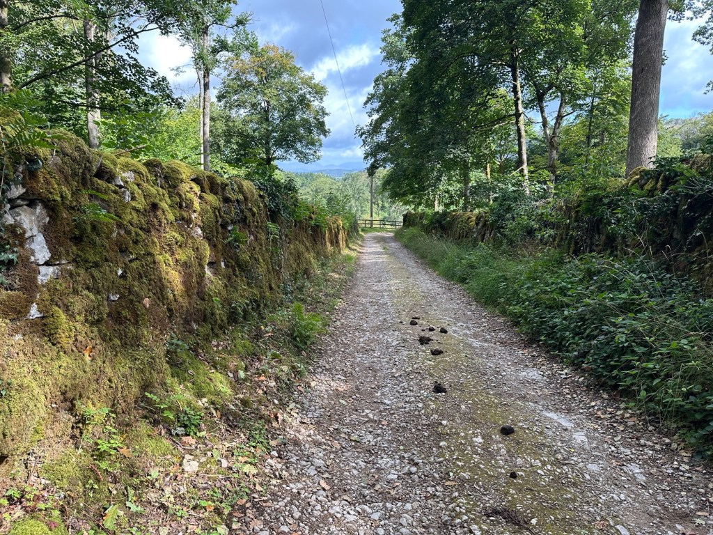 Grindweg tussen bemoste muurtjes. 