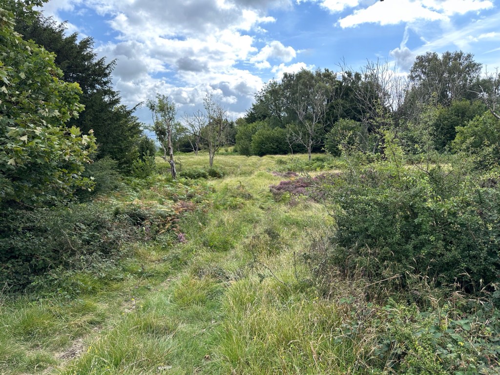 Wolkenluchten en open plek in bos. 