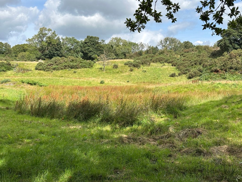 Zonnige open plek in het bos. 
