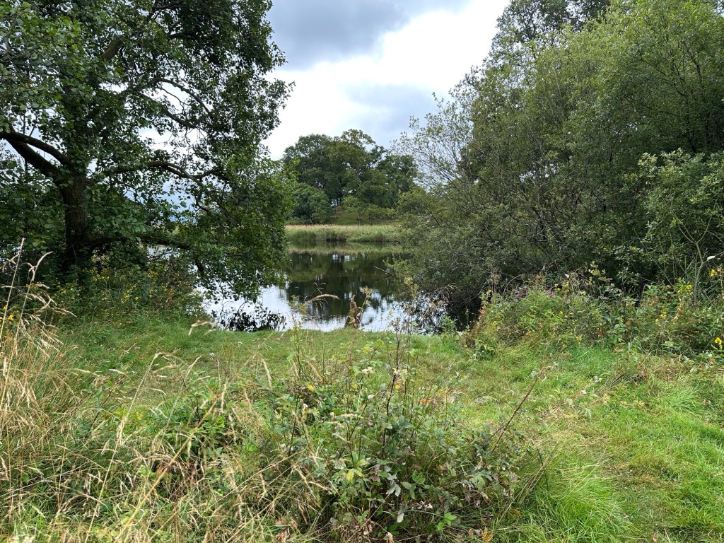 Vijvertje tussen bomen en struikgewas. 