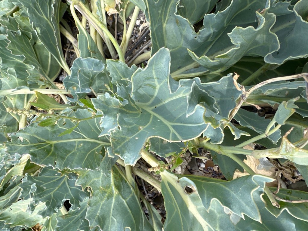 Close-up van zeekool. 