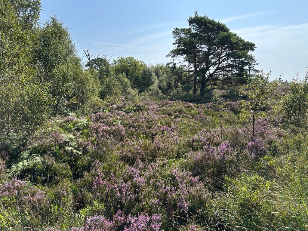 Heidelandschap met boom. 