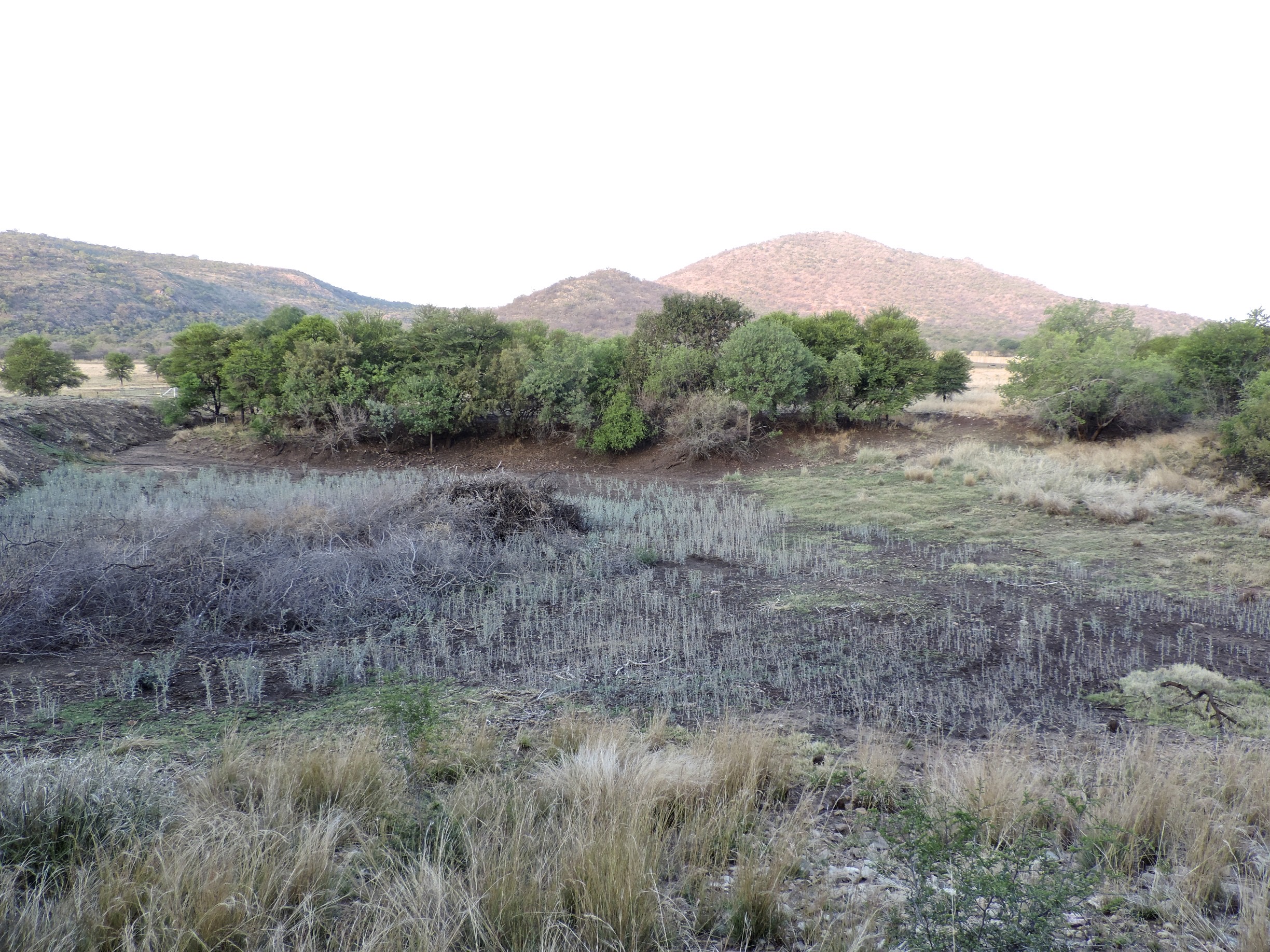 Afrikaans landschap met berg in de zon op achtergrond.