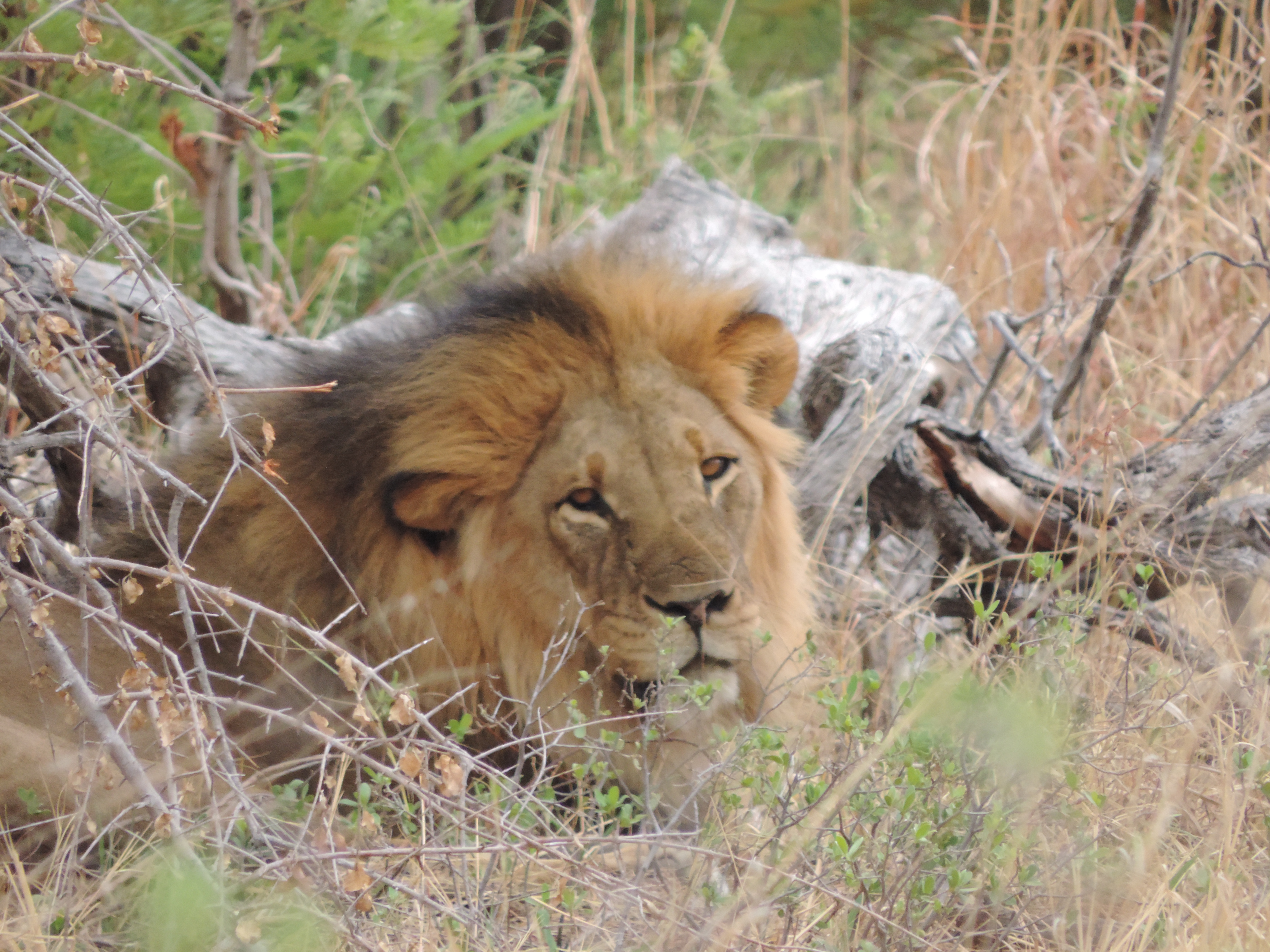 Close-up van mannetjesleeuw.