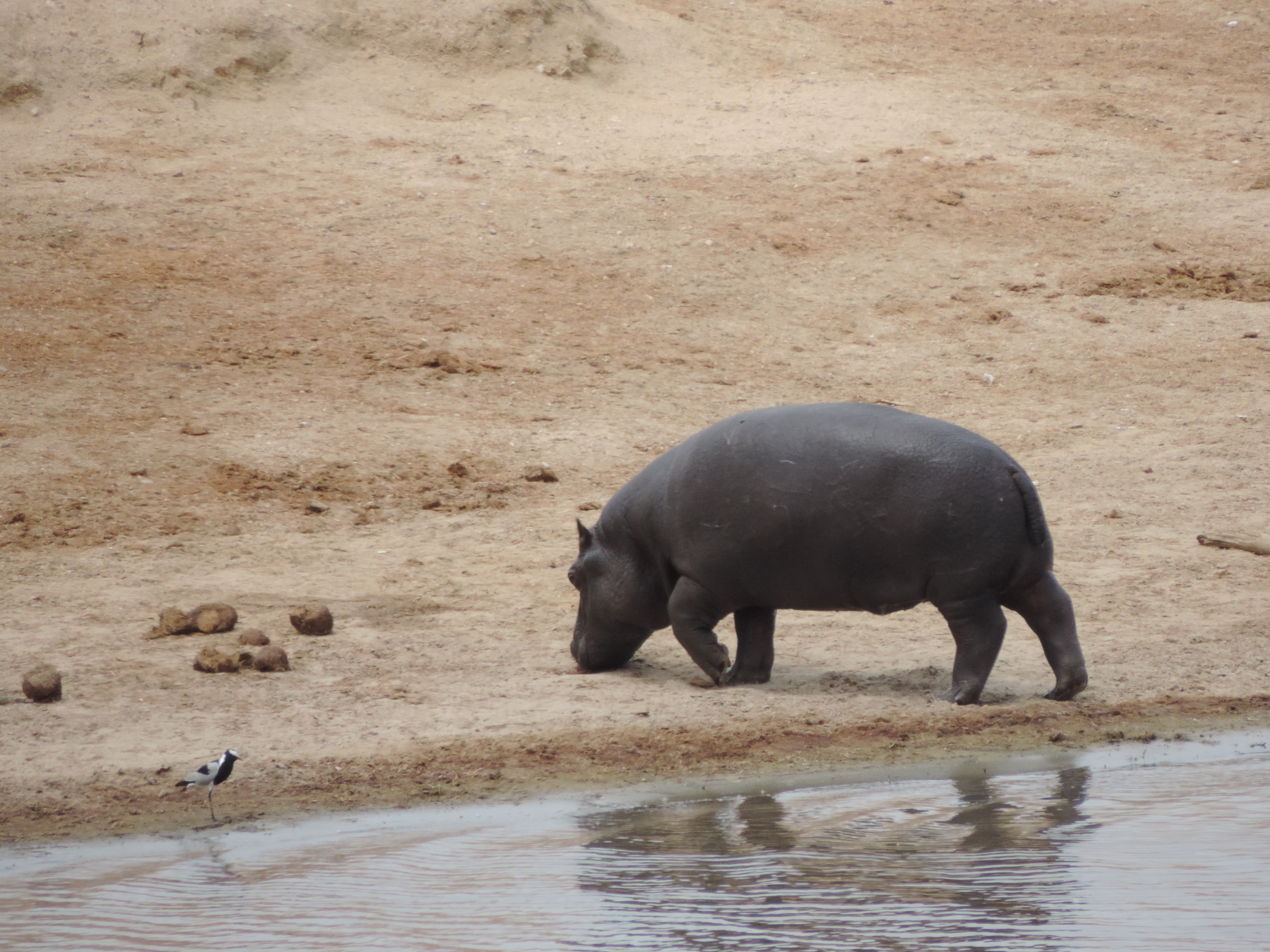 Jong nijlpaard aan de rand van een poel.
