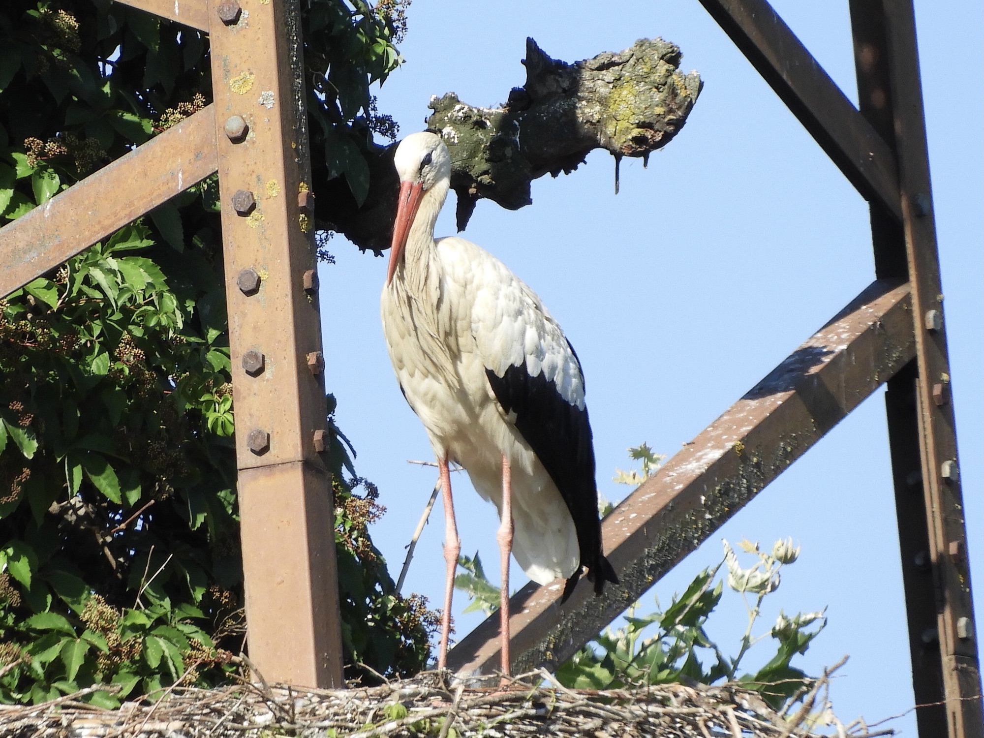 Close-up van ooievaar op nest.