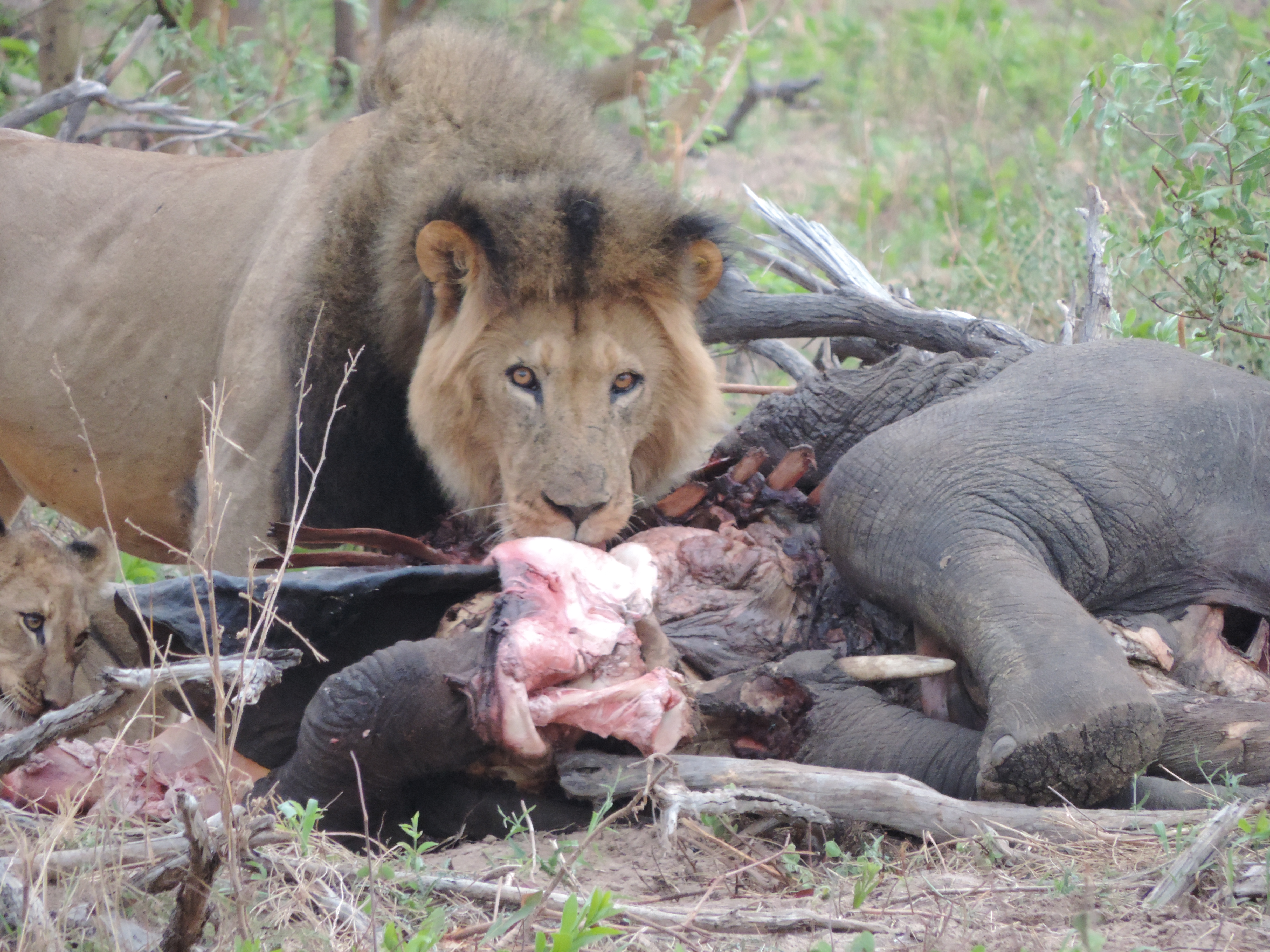 Mannetjes leeuw die karkas verscheurt.