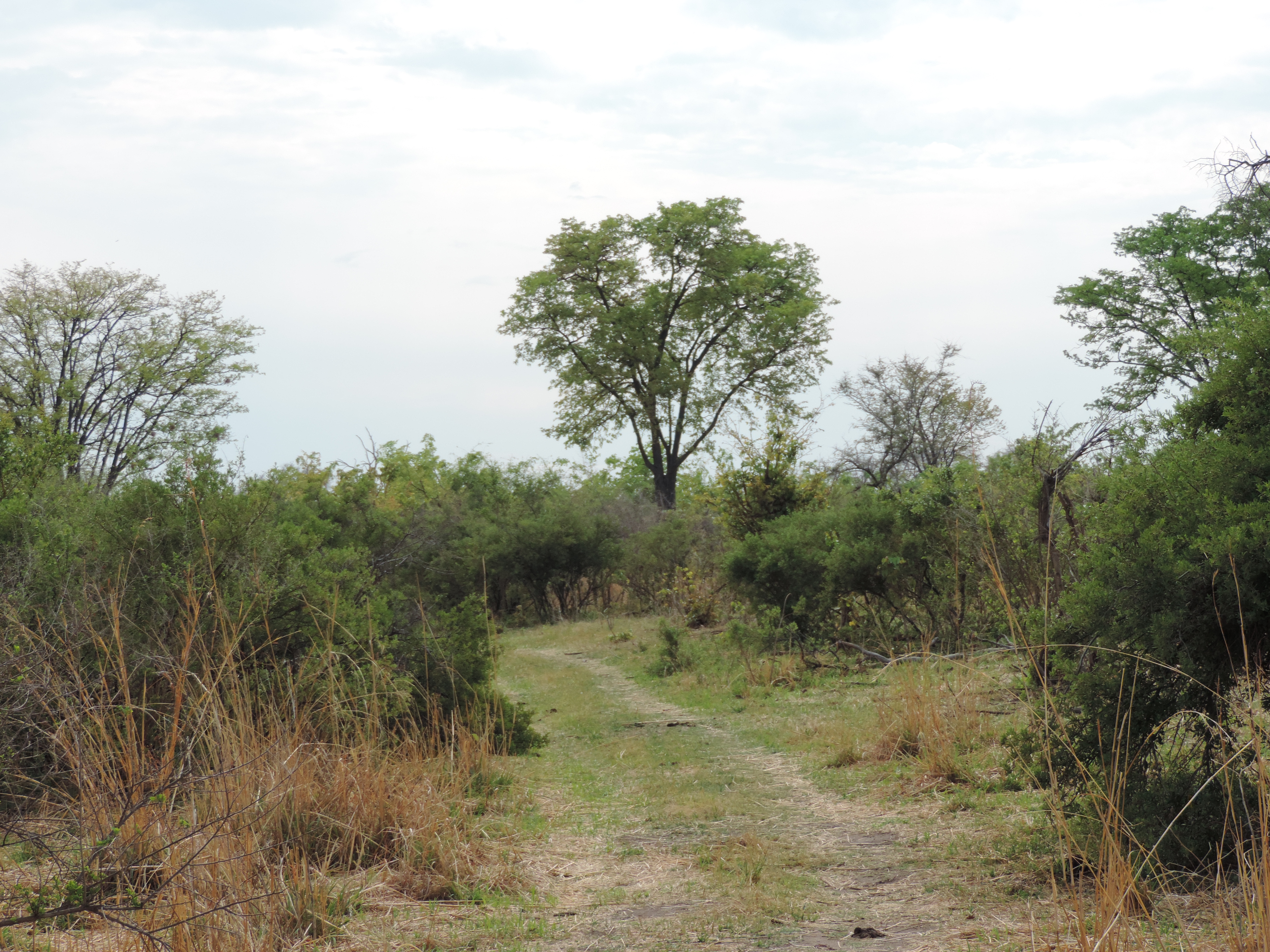 Voetpad doorheen beboste savanne.