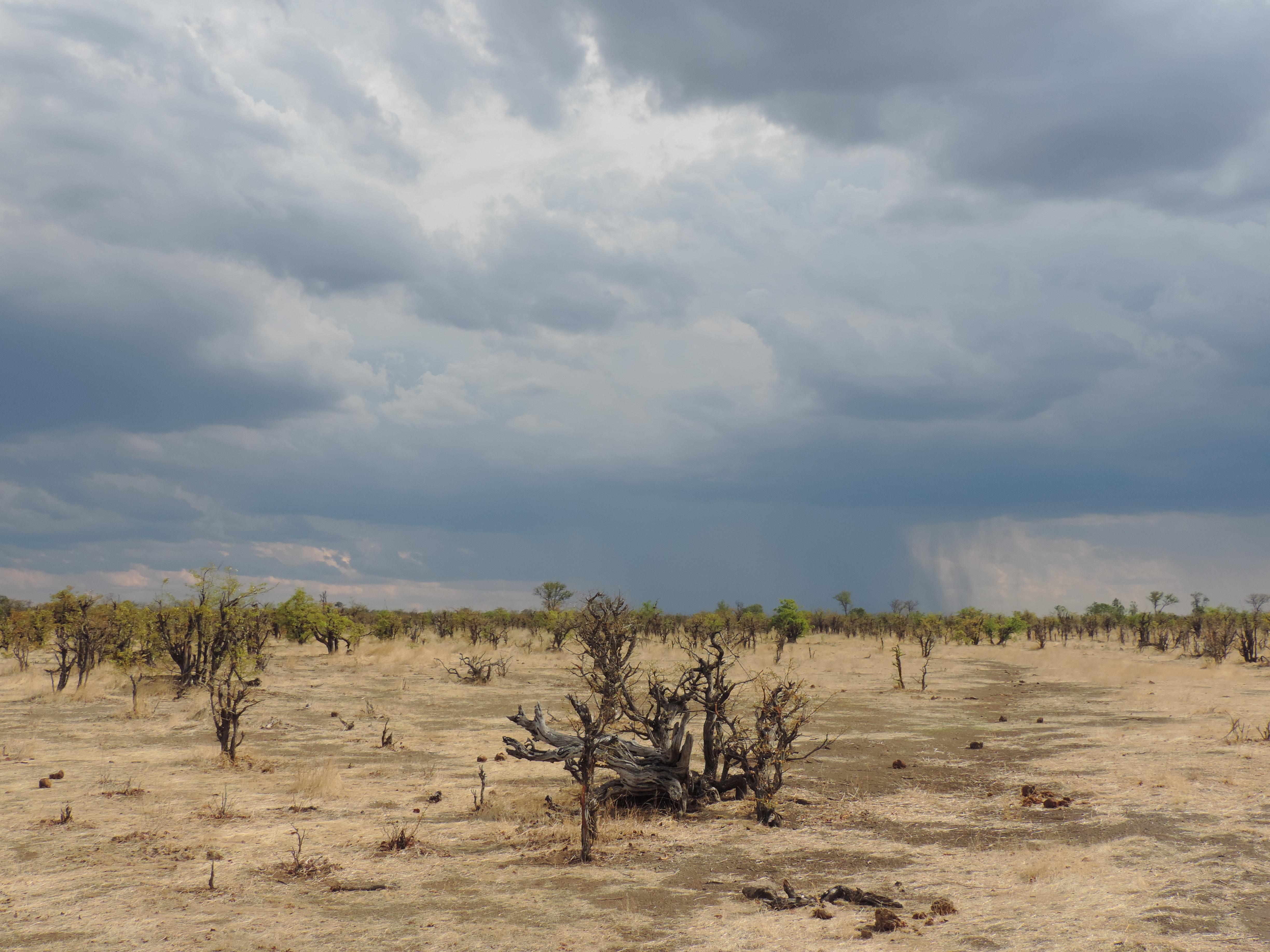 Savanne onder dreigende lucht.