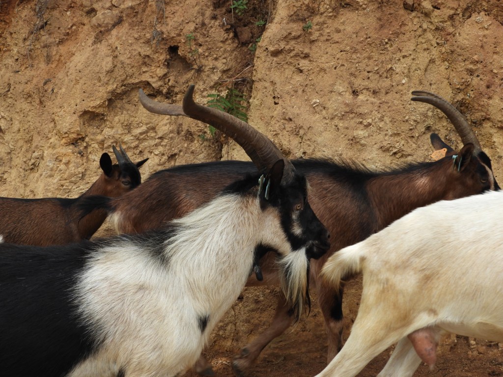 Close-up van geiten met horens.


