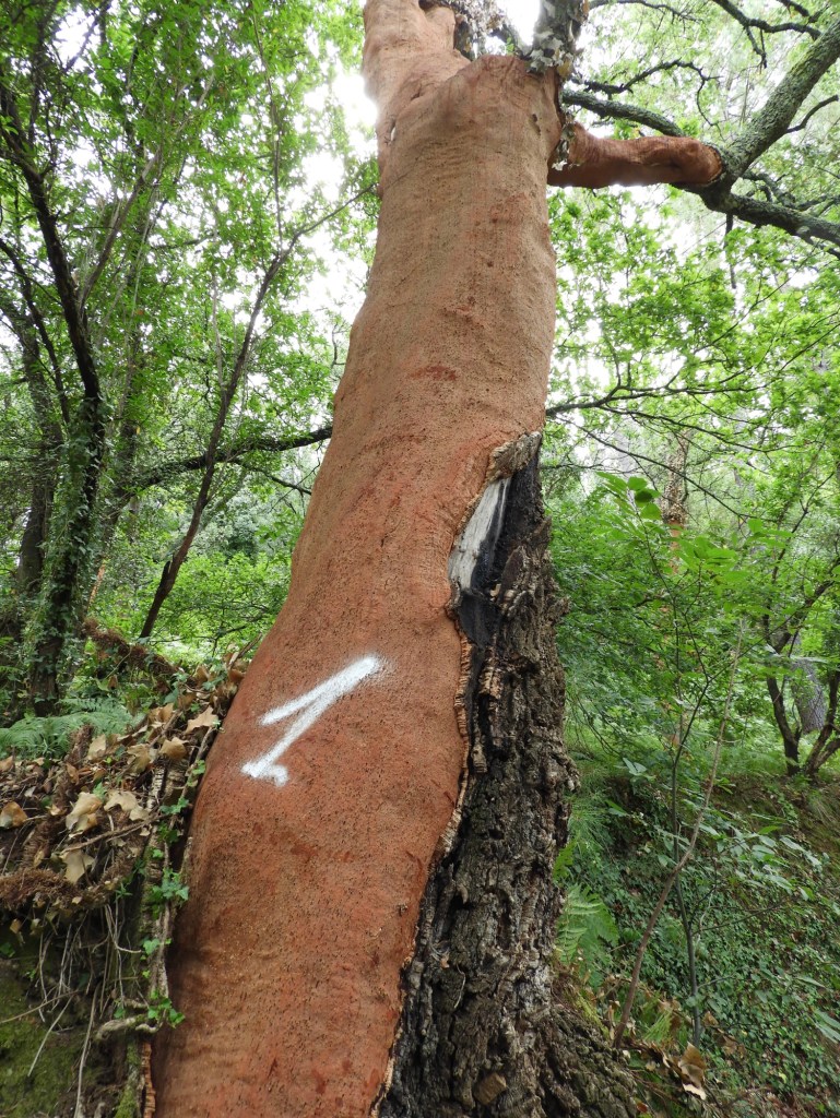 Ontschorste kurkeik.
