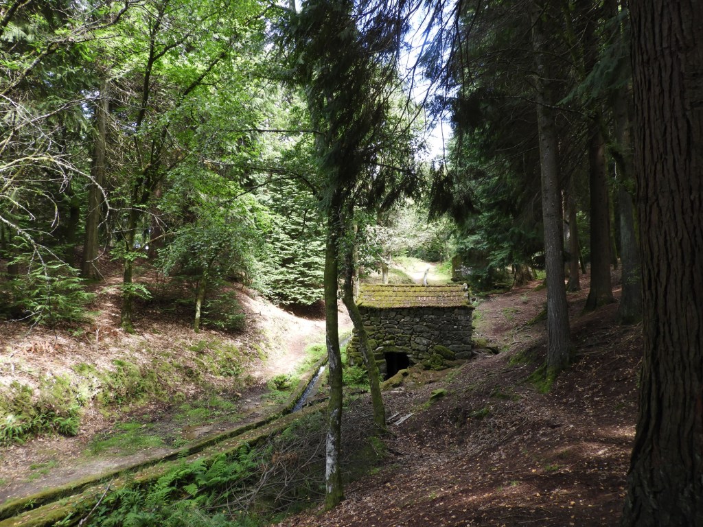 Met most bedekt huisje in het bos.