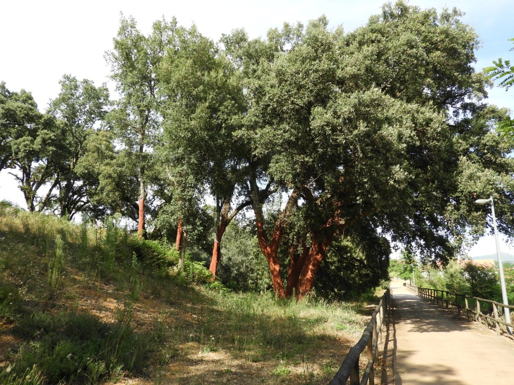 Ontschorste kurkeiken naast fietspad.