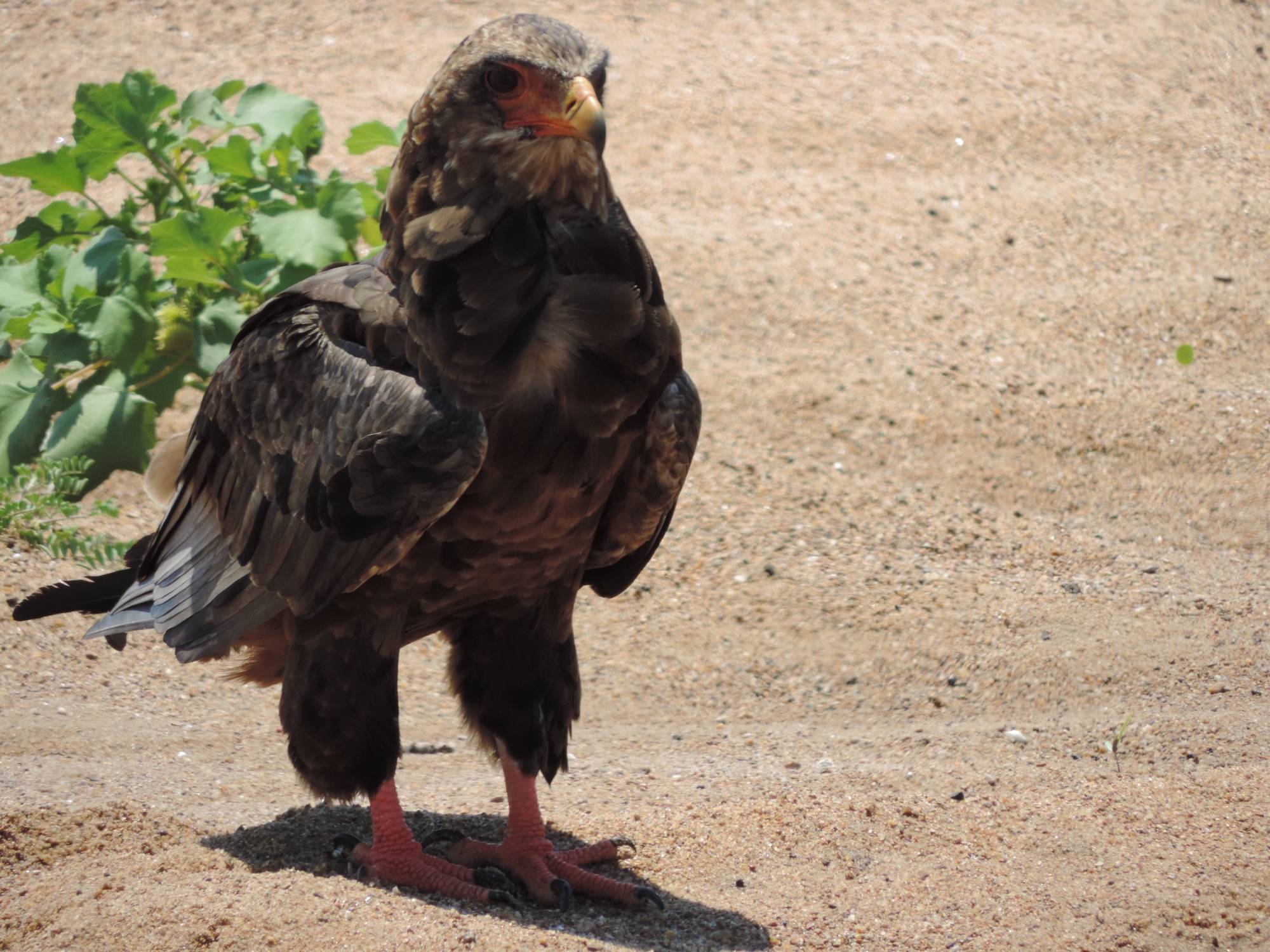 Close-up van bateleur arend.
