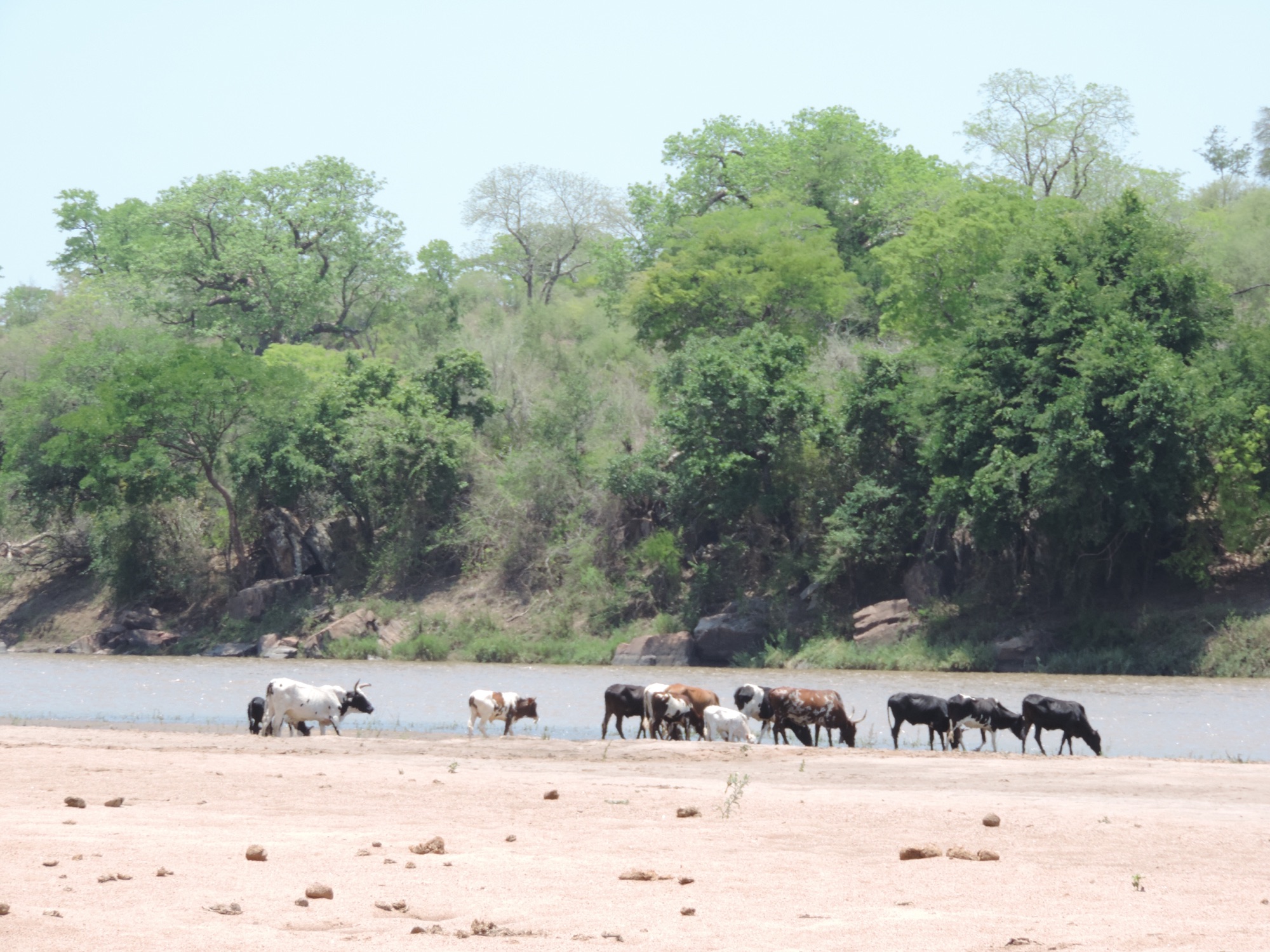 Kudde koeien op strand van Save-rivier.