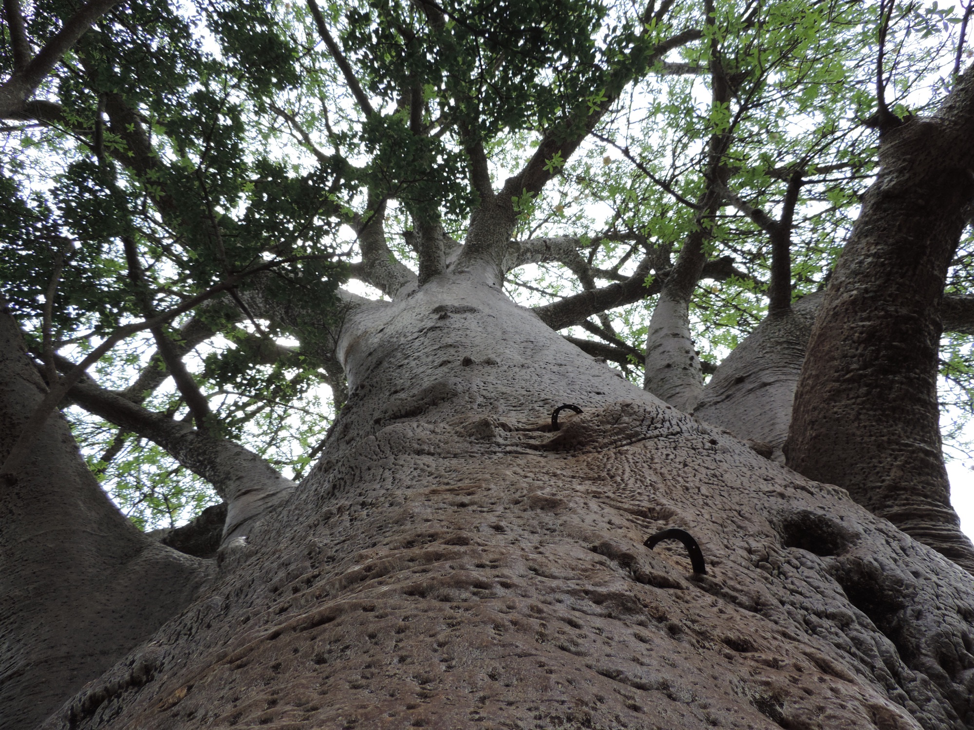 Kikker perspectief van baobab.