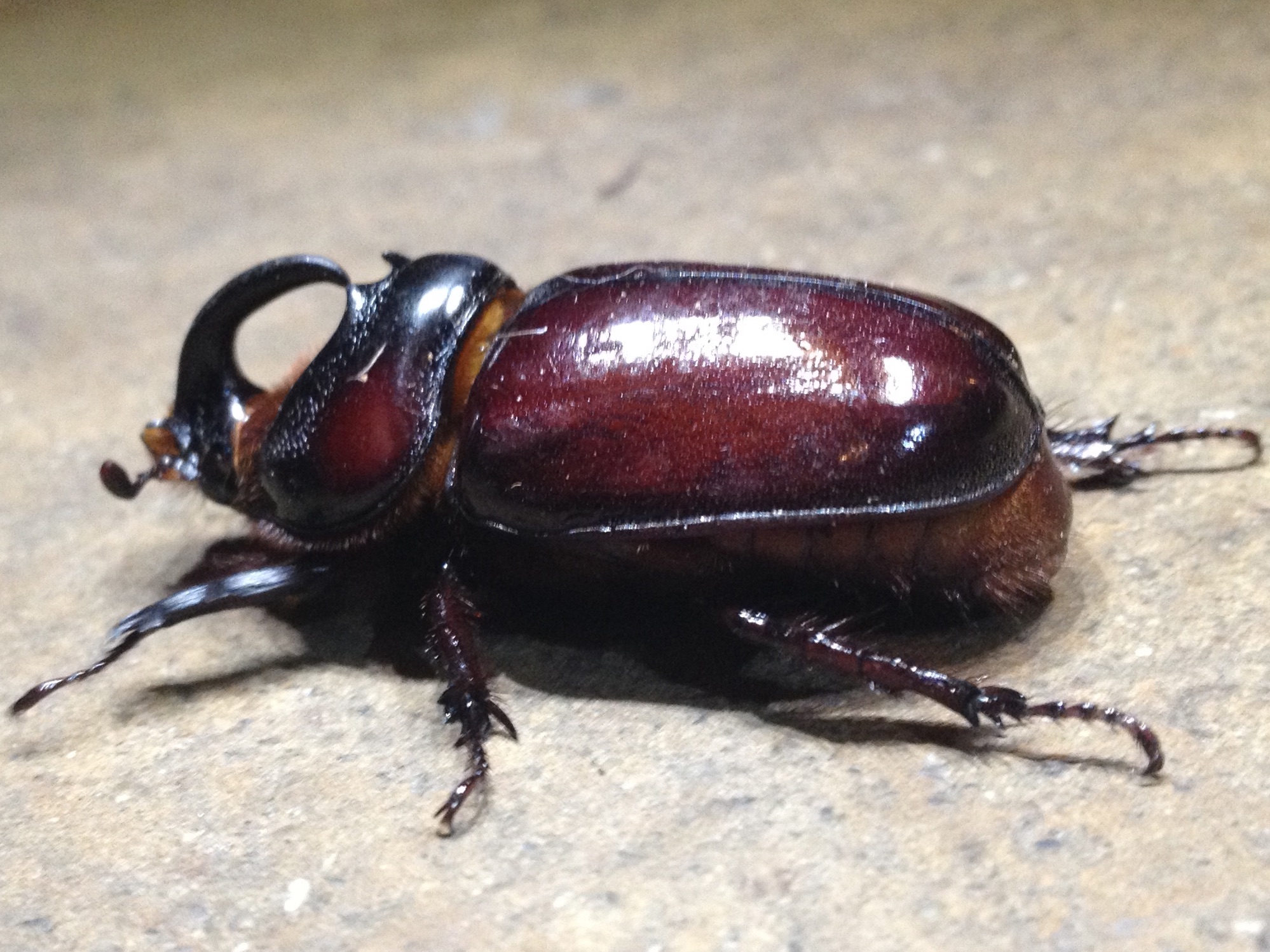 Close-up van neushoorn kever.
