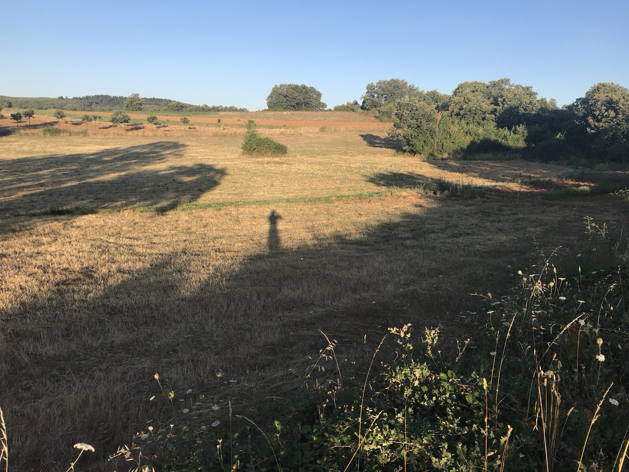 Schaduwen van bomen op geel veld in Lagomar.